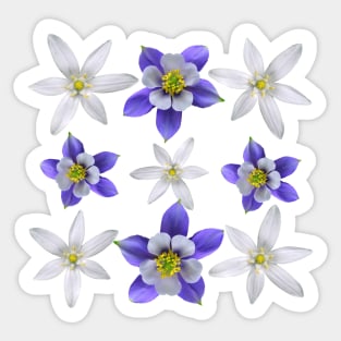 Star Of Bethlehem And Colorado Blue Columbine Pattern Sticker